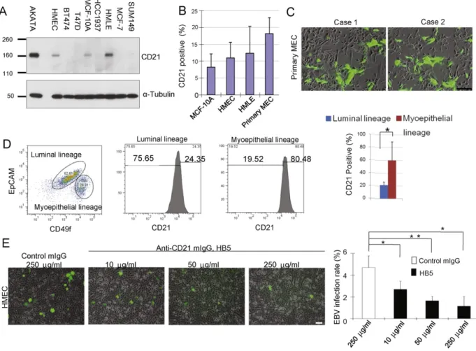 Fig. 1. EBV infects human breast epithelial cells via CD21. (A) CD21 is expressed in immortalized normal breast epithelial cells, but not in breast cancer cells