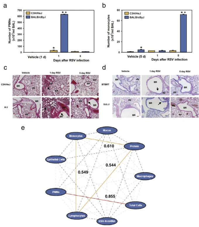 Fig. 1. Lung phenotypes in representative mouse strains with mild and severe disease after infection with RSV