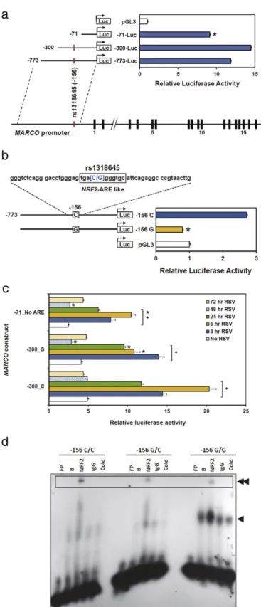 Fig. 4. Effect of a genetic polymorphism on in vitro MARCO promoter activity. (a) Deletion analysis of the MARCO promoter compared to pGL3 basic vector