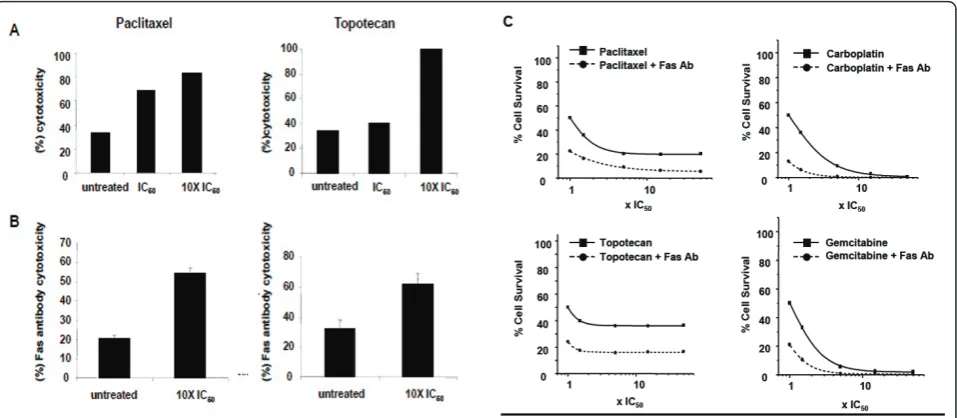 Figure 2 Tumor cells surviving topotecan or paclitaxel are sensitized to effector T cellsdescribed) were incubated with the Fas agonistic antibody and recombinant protein G or with isotype matched antibody and recombinantprotein G for 24 hours, harvested, 