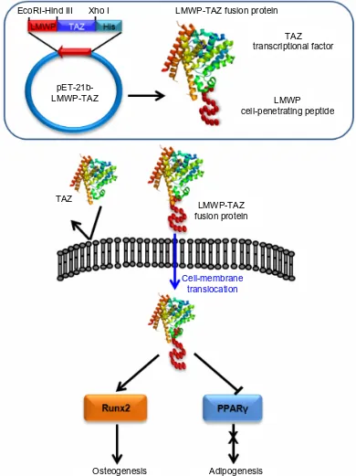 Figure 8 schematic figure of overall concept of selective osteogenic differentiation of mesenchymal stem cells by cell-penetrating LMWP-TAZ.Abbreviations: LMWP, low-molecular-weight protamine; Runx2, runt-related transcription factor 2; TAZ, PDZ-binding motif; PPAR, peroxisome proliferator-activated receptor; his, 6× histidine tag.