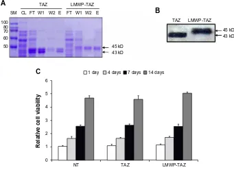Figure 1 (A–C) Identification of LMWP-TAZ fusion protein. Notes: (A) Purification of LMWP-TAZ employing Ni(II)-affinity chromatography was detected by Coomassie staining