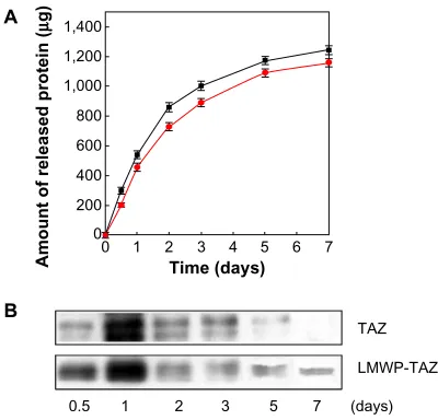 Figure 4 (A–C) Effect of adipogenic differentiation by LMWP-TAZ fusion protein. Notes: Cells were grown in adipogenic-inducing (AI) media and adipogenic-maintaining (AM) media with fusion proteins, as described in the Materials and methods section