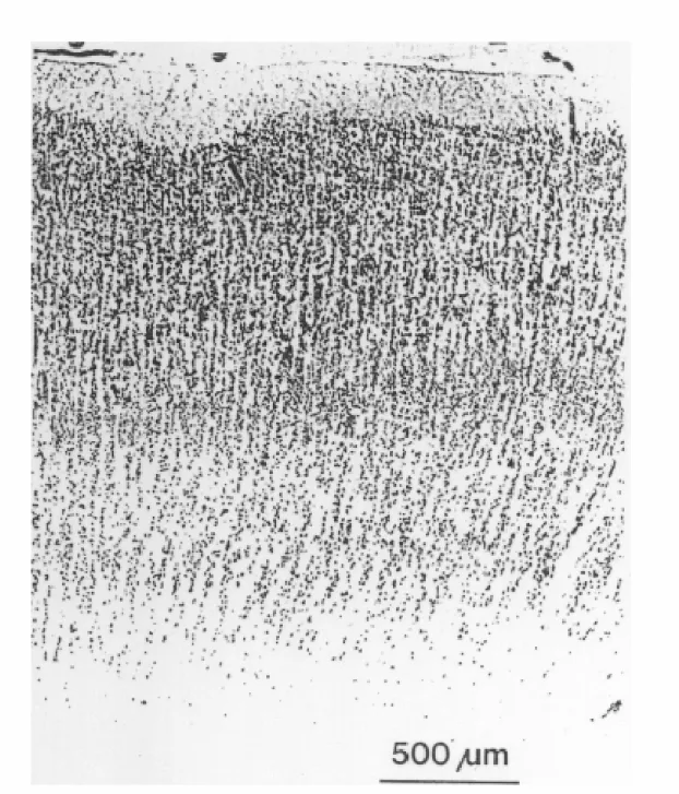 Figure 1.1. Histological section of primate somatosensory cortex. 
