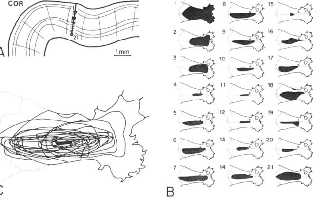 Figure 1.2. Local receptive field diversity in primary somatosensory cortex. 
