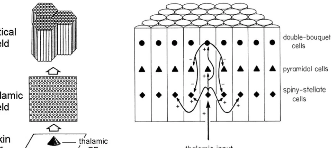 Figure 1.4. 1994 Favorov-Kelly model. 