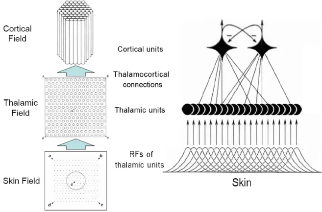 Figure 2.1. Three-layer structure of somatosensory minicolumnar model. 