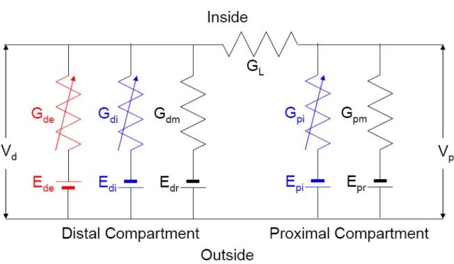 Figure 2.2. Neuron representing a minicolumn is modeled as a two- two-compartmental electrical circuit