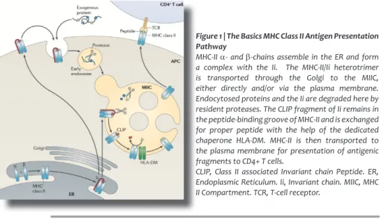 Figure 1 | The Basics MHC Class II Antigen Presentation  Pathway