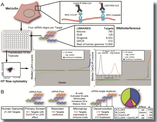 Figure 1 | A genome-wide Flow Cytometry-based RNAi Screen