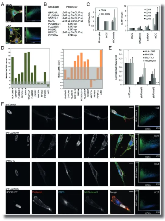 Figure 6 | MHC-II Redistribution in imDCs