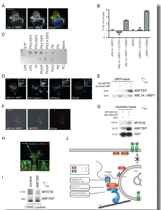 Figure 7 | Data-based Systems Determination of PIP5K-ARL14-MYO1E Pathway of MHC-II transport Control in  imDC