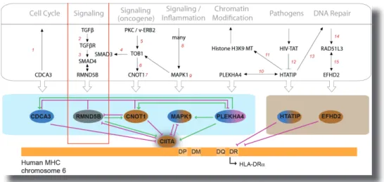 Figure S3 | Higher Order Control of the transcriptional Network. Relates to Figure 3 (Chapter 1)