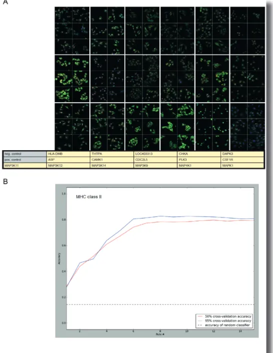 Figure S4 | Confocal Microscopy Image Analysis and ‘Supervised Machine Learning’. Relates to Figure 4  A | MelJuSo/HLA-DRB1-GFP (green)/mCherry-GalT2 (red) cells were transfected with siRNAs silencing all 276  candidates and seeded on μ-Slide 18-well plate