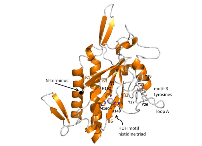 Figure 2.2 Structure of the pCU1 TraI Relaxase 