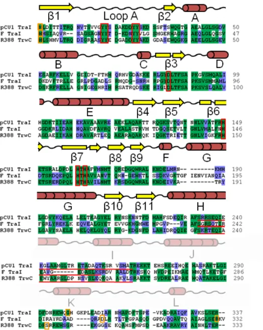Figure 2.4 Amino Acid Sequence Alignment and Secondary Structure of the pCU1 TraI  Relaxase 