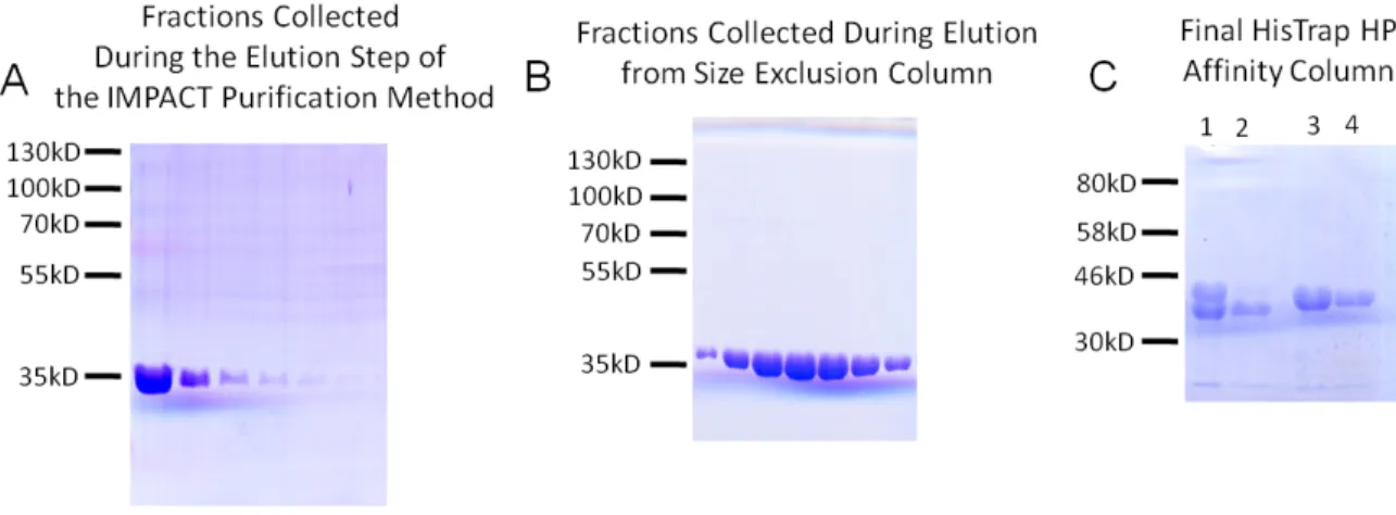 Figure 2.6 Size Exclusion Chromatography of the pCU1 TraI Relaxase 