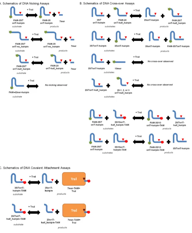 Figure 3.3 Schematics of DNA Nicking and Cross-over Experiments 