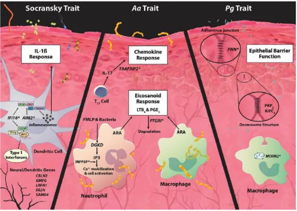 Figure 1.2. Model of genetic and microbial patterns of periodontal disease. 