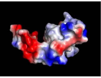 Figure 2.1. rs3099950 codes for a missense mutation in MORN2. (A) MORN2 coding missense SNP- SNP-rs3099950