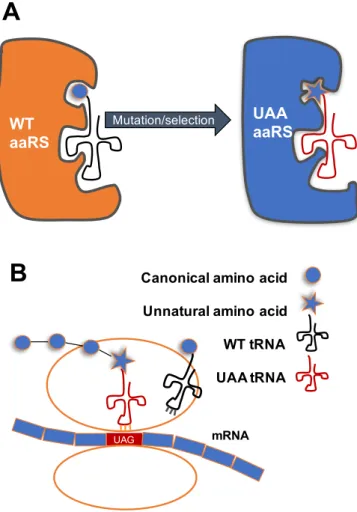 Figure 1.1 Site-specific UAA incorporation 