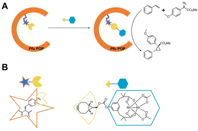 Figure 1.4 UAA-based SPAAC creates cyclopropanation ArM 