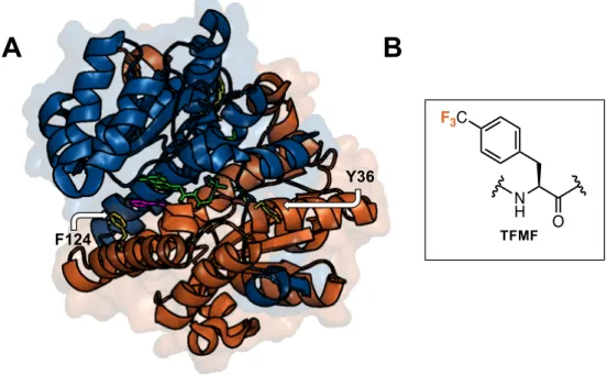 Figure 1.8 TFMF at dimer interface reports structural changes via  19 F NMR 