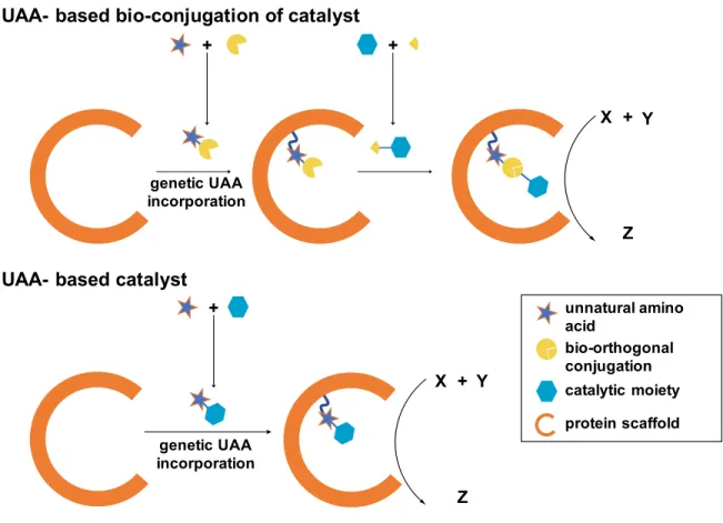 Figure 1.10 Advantage of installation of UAA-based catalyst 