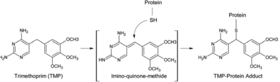 Fig. 2. Structure, synthesis, and labeling of [ 14 C]-TMP. The black dot indicates the position of the 14 C label.