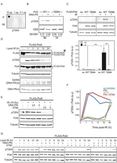 Figure 3. Human Polλ T204 is phosphorylated by ATM and DNA-PKcs in vivo in response to IR- IR-induced DSBs