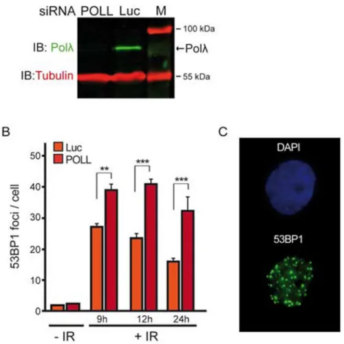 Figure 5. Polλ is required for an efficient repair of IR-induced DNA DSBs in vivo.
