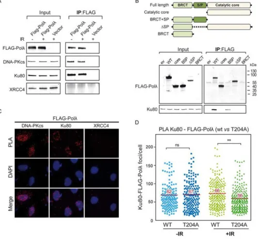 Figure 7. Polλ interacts with Ku80 and DNA-PKcs