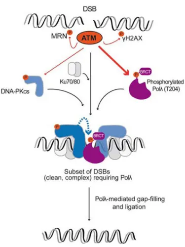 Figure 8. A model of IR-induced phosphorylation of Pol λ T204 during NHEJ repair Upon DSB induction with IR, different types of DSBs, representing different levels of  complexity at their ends, must be repaired