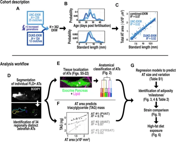 Fig. 1. Outline of animal cohorts and analysis workflow. (A) Three hundred and sixty-two postembryonic EKW zebrafish from two institutions, University of North Carolina (UNC-EKW) and Duke University (Duke-EKW), were collected for this study