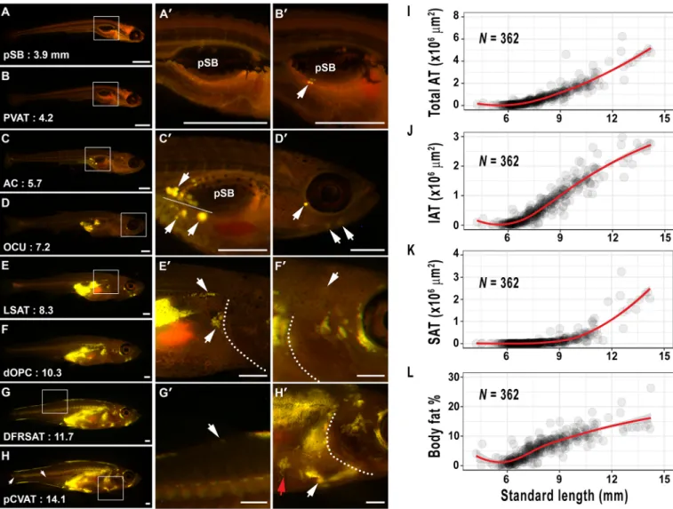 Fig. 4. Adipose tissue growth dynamics in postembryonic zebrafish. (A-H ′) Stereoscopic images of Nile Red-stained postembryonic zebrafish at stages indicated in Fig