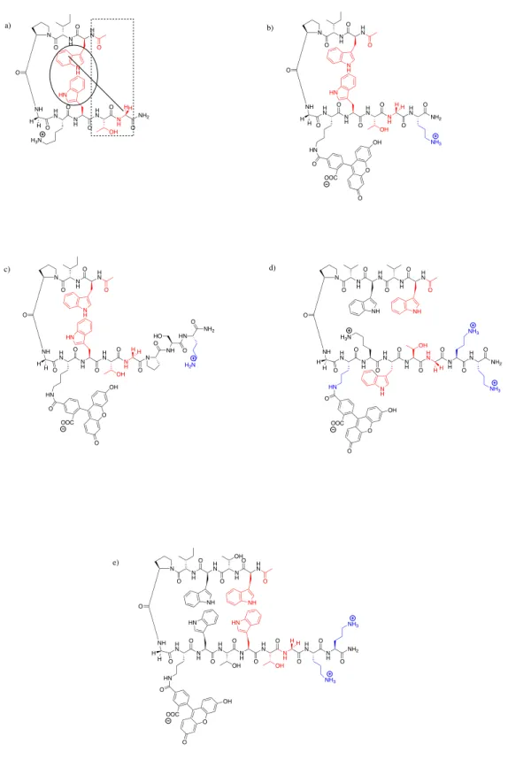 Figure 2.4Structures of β-hairpin protectides containing the Andersen capping motif. (a)  Example peptide highlighting the noncovalent interactions of the Andersen capping  motif