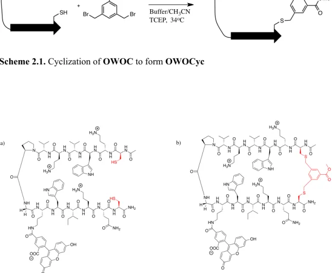 Figure 2.9.Structures of the OWOC and the OWOCyc peptides. (a) OWOC peptide. (b)  OWOCyc