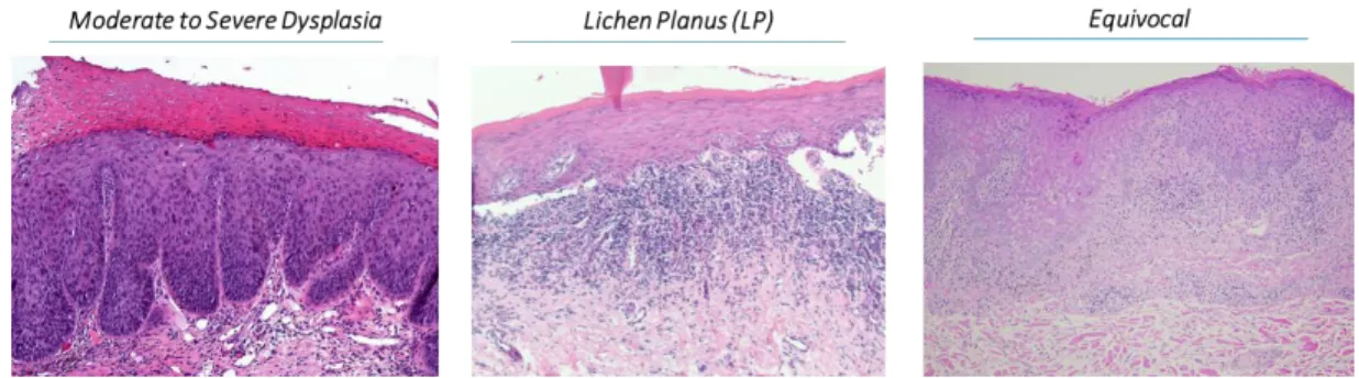 Figure 1. Examples of cases selected per group (Stain: Hematoxylin and Eosin) 