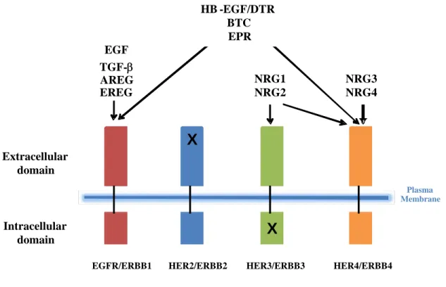 Figure 1-1. ERBB ligand binding specificity is depicted for the four ERBB receptors. 