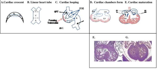 Figure 1-2. Developmental stages of heart development. A. Specification of precardiac  mesoderm and formation of cardiac crescent