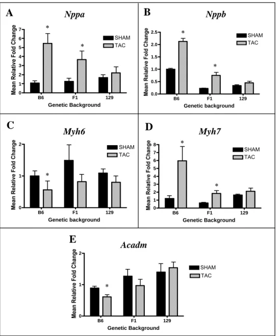 Figure 2-5. Comparison of relative expression of cardiac hypertrophy markers in LV by  treatment and genetic background