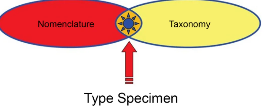 Fig 1. Nomenclature and taxonomy intersect objectively only at the type specimen, as designated through rules established by nomenclatural codes to anchor scientific names to the biological world.