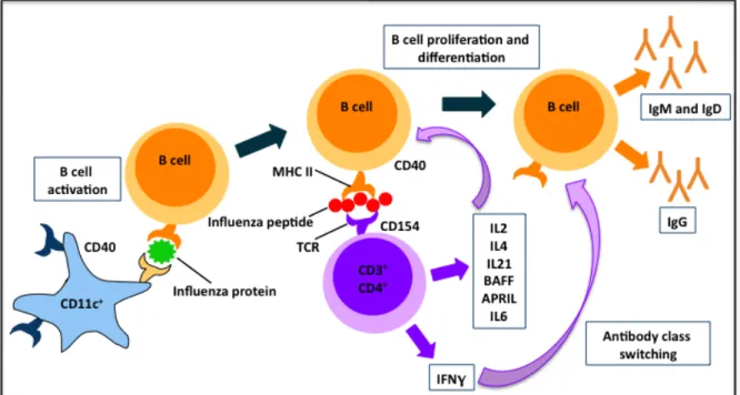 Figure 2.2 Dendritic Cell Presentation of Influenza Peptides to B Cells and CD4 +  T Cell- Cell-induced Class Switching 