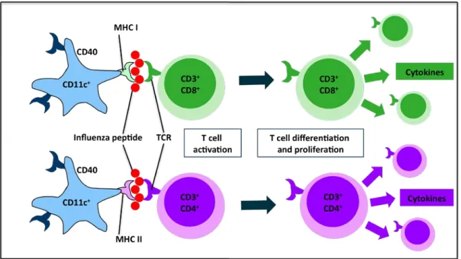 Figure 2.3 Dendritic Cell Presentation of Influenza Peptides to CD4 +  and CD8 +  T Cells 