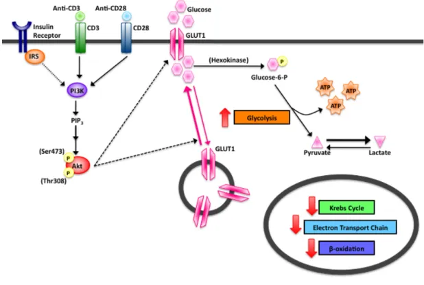 Figure 2.4 PI3K/Akt Signaling Pathway in Activated T Cells 