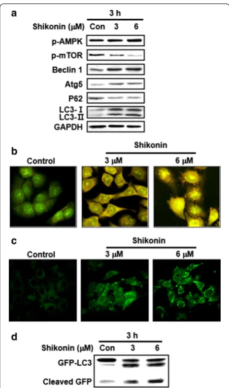 Fig. 4 Shikonin‑induced autophagy in A549 cells. a Cells were treated with 3 or 6 µM shikonin for 3 h, and the levels of the indicated proteins were analyzed by western blotting