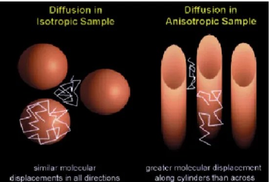Figure 1.  Diffusion in two types of samples.  Isotropic (on left) diffusion with   similar displacements in all directions and anisotropic (on right) diffusion with greater diffusion in one direction over another (Beaulieu 2002).