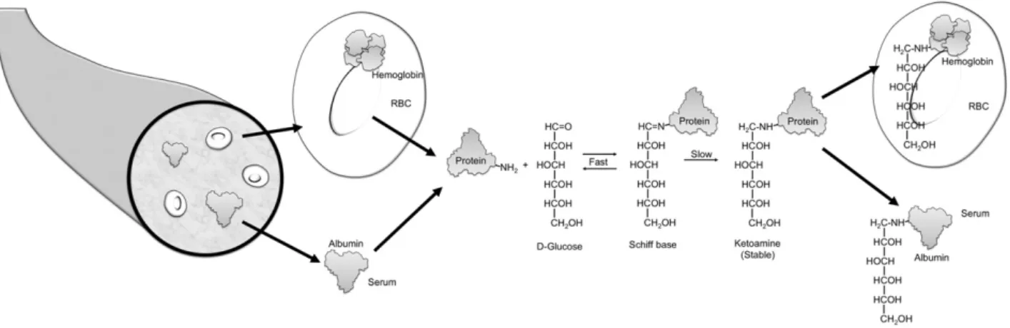 Figure 1 —Formation of glycated protein. A reversible interaction between a primary amino group (depicted as NH 2 ) of a protein and the carbonyl group of D -glucose yields a labile intermediate, called a Schiff base