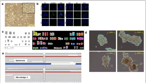 Fig. 2 Characteristics of patient‑derived c.del1380CDH1 SB.mhdgc‑1 cancer cells. a Light microscopy image of c.del1380 CDH1 SB.mhdgc‑1 cells (10× magnification)