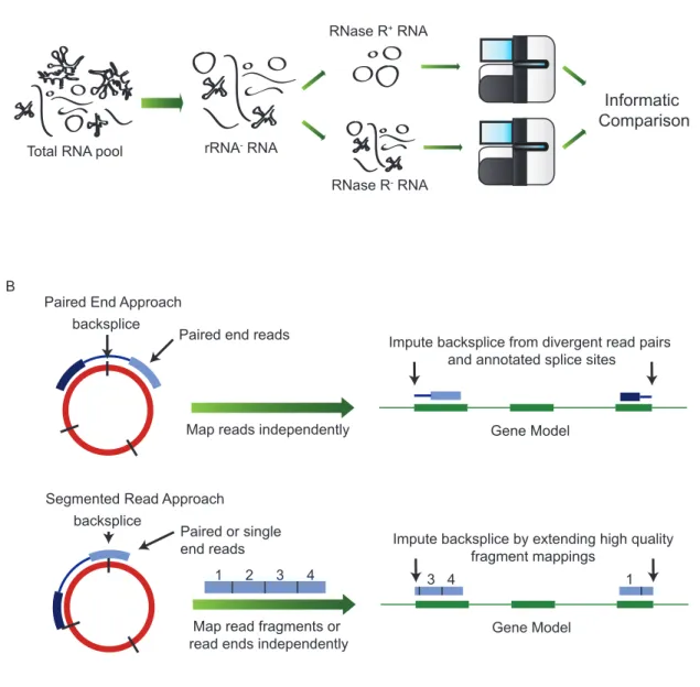 Figure  2:    Biochemical  and  informatic  approaches  to  the  identification  of  ecircRNAs